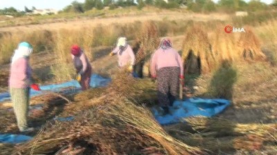  Tarladan toplanamadan hırsızların hedefi oldu 