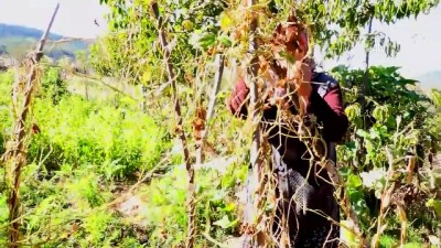 kuru fasulye - Üç asırlık tohumla ürettikleri fasulye lezzetiyle fark yaratıyor - KÜTAHYA  Videosu