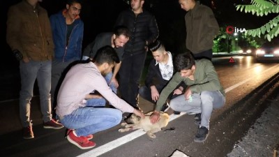 grup genc -  Yozgat’ta araba çarpan yavru köpek için gençler seferber oldu Videosu