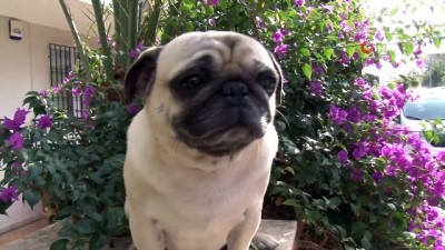 ingilizce -  21 gündür kayıp olan ve 3 dilde komutları anlayabilen Pug cinsi köpek, derisinin altına yerleştirilmiş çip sayesinde bulundu  Videosu