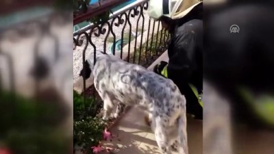 kopek - Muğla'da balkon korkuluğuna sıkışan köpek kurtarıldı Videosu