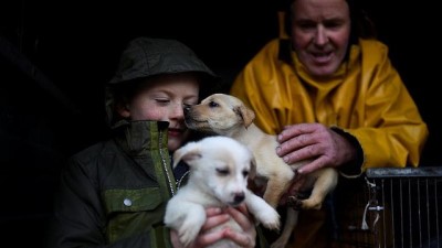 karaborsa - Avrupa'da yavru köpek kaçakçılığı yapan çete çökertildi  Videosu