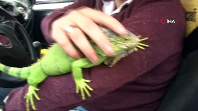 muhabbet kusu -  İguanasıyla yolcu taşıyor  Videosu