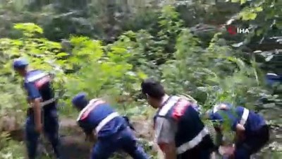 uyusturucu tacirleri -  Jandarma ormanda gizlenmiş keneviri drone ile avlıyor  Videosu