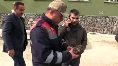 jandarma komutanligi - Jandarmalar buldukları yaralı baykuşa sahip çıktı - HATAY  Videosu
