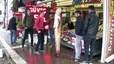 uzunlu - Yeşilırmak'ta 61 kilogramlık yayın balığı yakalandı - AMASYA Videosu