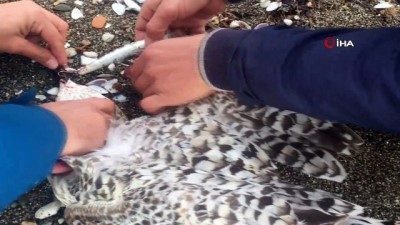 balik avi -  Balıkçı oltasına takılan martıyı çevreci gençler kurtardı  Videosu