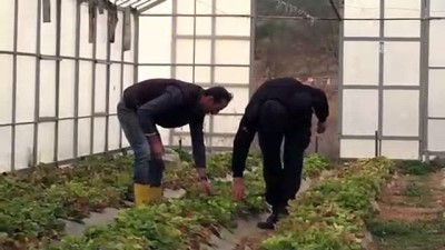 organik meyve - Cezaevi ürünleri yok satıyor - BİLECİK  Videosu