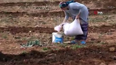 tarim -  Gercüş’te ilkel yöntemlerle tarım devam ediyor  Videosu