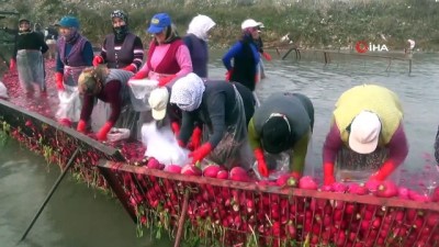 yagmurlu -  'Kırmızı altın' olarak nitelendirilen Turp hasadına başlandı  Videosu