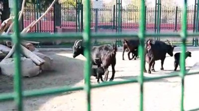 keci yavrusu - Cüce keçiler hayvanat bahçesinin maskotu oldu - ANKARA  Videosu
