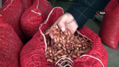 arpacik -  Geçen yıl çöpe giden arpacık soğanı bu sene 7 liradan satılıyor  Videosu