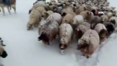 hayvan -  Kar aniden bastırınca çoban ve sürüler 6 gün mahsur kaldı  Videosu