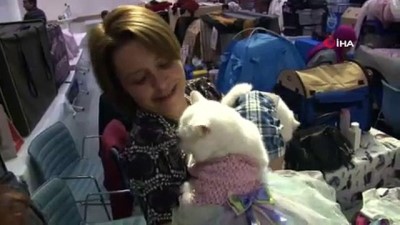 hayvan -  Mutlu Kediler Yarışmasına 130’un üzerine kedi katıldı Videosu