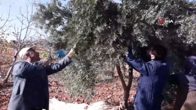 zeytin yagi -  - Araban’da yağlık zeytin hasadı başladı  Videosu