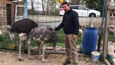 deve kusu - Belgeselde gördüğü deve kuşlarının üretimine başladı - SAMSUN Videosu