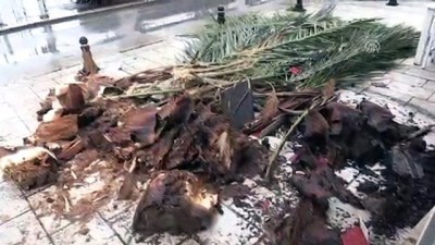 guvenlik kamerasi - Bodrum'da dev palmiye ağacı köfteci dükkanının çatısına devrildi - MUĞLA Videosu