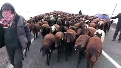 hayvan - Çobanların koyun sürüleriyle 'zorlu' göçü - KARS  Videosu
