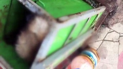 suc duyurusu - Çöp konteynerinde ölü tilki bulundu - EDİRNE Videosu