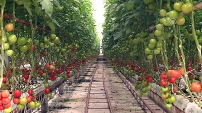 yansima - Domates üreticisinin gözü aralıkta - ŞANLIURFA  Videosu