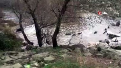 amator -  Nehri yüzerek geçen domuzlar böyle görüntülendi  Videosu