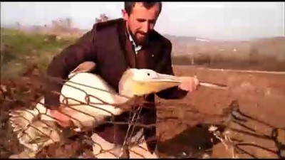 pelikan - Uçmaktan yorulan pelikan bahçeye indi - BİLECİK Videosu