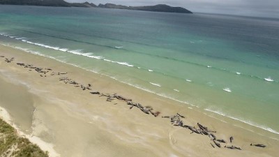 Video | Yeni Zelanda’da kıyıya vuran 145 balina telef oldu