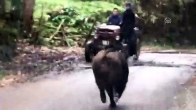 amator - Yola çıkan yaban domuzu paniğe neden oldu - DÜZCE  Videosu