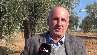 gubre -  Zeytin dalından sofraya yolculuk  Videosu