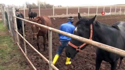at ciftligi -  Şampiyon atlar Sivas'ta yetiştiriliyor  Videosu