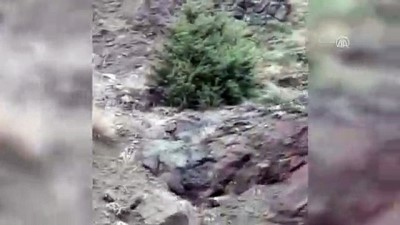 hayvan - Suşehri'nde 3 vaşak görüntülendi - SİVAS Videosu