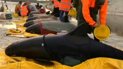 okyanus - Yeni Zelanda'da karaya vuran 6 balina kurtarılıdı Videosu