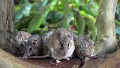 hayvanat bahcesi - Dikenli fare koruma altında - BURSA  Videosu