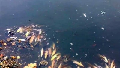 balik olumu - Gökırmak'ta toplu balık ölümü - KASTAMONU Videosu