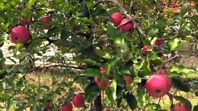 soguk hava deposu - Maden emeklisine 55 ton elma 'ikramiyesi' - BARTIN  Videosu