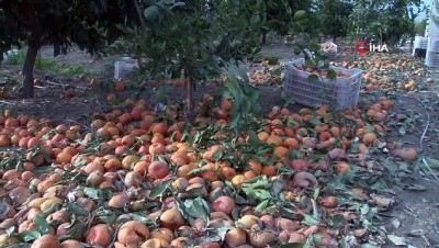 hayvan -  Rusya 'Akdeniz Meyve Sineği'ni bahane etti, ihracatlık mandalina dalında çürüyüp döküldü  Videosu