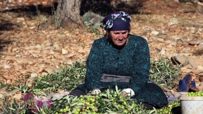 Afrin'de zeytin hasadı başladı - AFRİN 