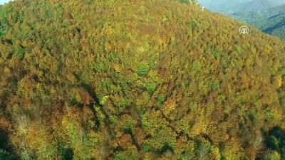 yayla turizmi - Nebiyan Dağı'nda sonbahar - SAMSUN  Videosu