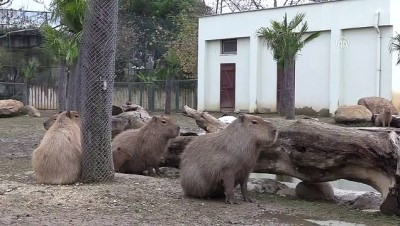 hayvanat bahcesi - Bursa Hayvanat Bahçesi'nde yavru kapibara heyecanı - BURSA  Videosu