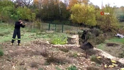  Ekipler yaralı domuz için seferber oldu