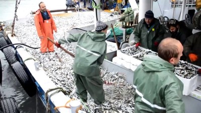 Karadeniz'de istavrit bolluğu 