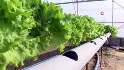 raks -  Kurduğu topraksız tarım sistemiyle yıllık 100 bin TL kazanmayı hedefliyor  Videosu