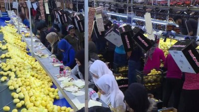 50 milyon dolar - Limon ihracatında yüzler gülüyor - İZMİR  Videosu