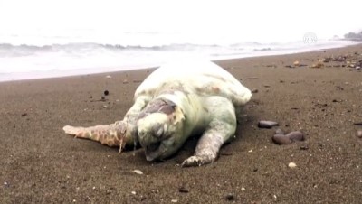 olu deniz - Ölü deniz kaplumbağası kıyıya vurdu - MERSİN Videosu