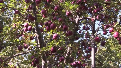organik meyve - Fransa ve İspanya'daki bebeklerin meyve püresi Erzincan'dan  Videosu