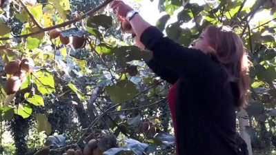 Kivi üreticisi rekolteden mutlu - ORDU 