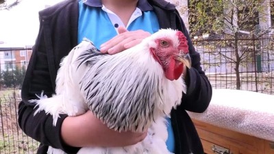 botanik bahcesi - Tavuklarından ayrı kalamayan öğrenci için okula kümes yapıldı (2) -SAMSUN  Videosu