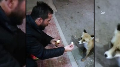 Tilkiyi meyveli kekle besledi - BAYBURT