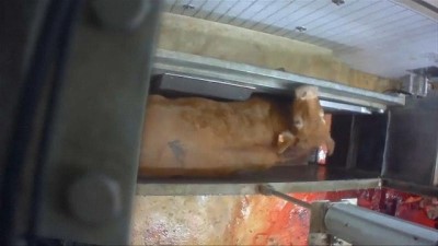 gizli kamera - VİDEO | Fransa'da mezbahada hayvanlara işkence gizli kamerada  Videosu