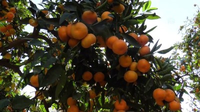 baglilik - Yaş meyve sebze ihracatı artıyor - MERSİN  Videosu